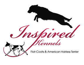 Inspired Flat-Coated Retrievers and American Hairless Terriers
